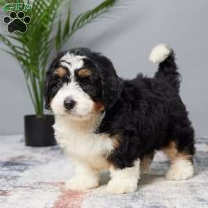 Biscuit, Mini Bernedoodle Puppy